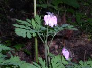 4.30.06 Hamilton Mountain 023 